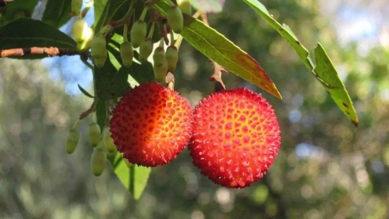 Арбутус земляничное