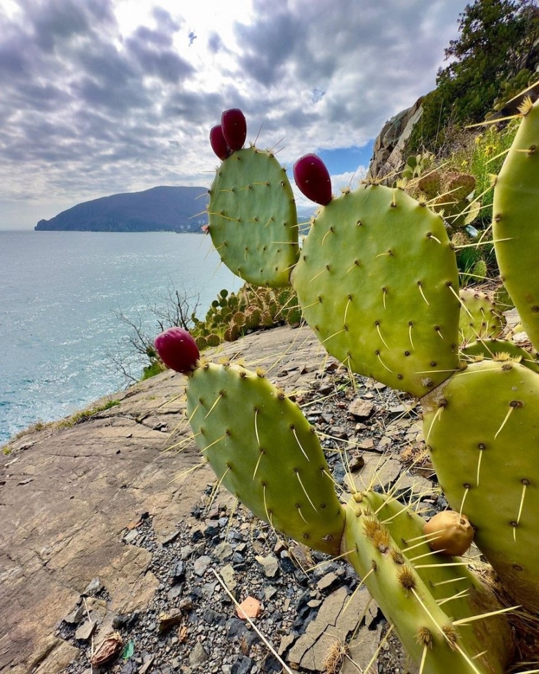 Поляна из кактусов