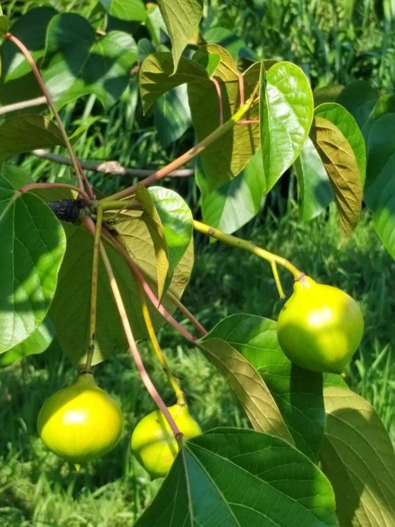 Плоды дерева Тунг Форда