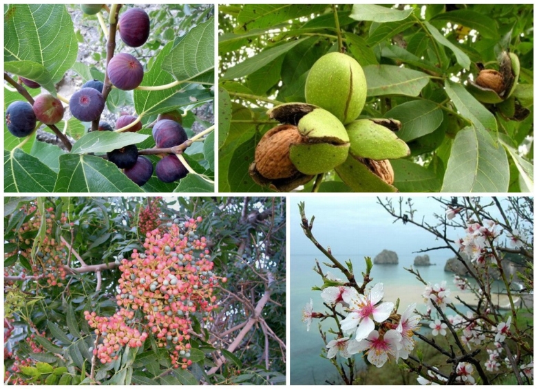 Экзотические растения Крыма