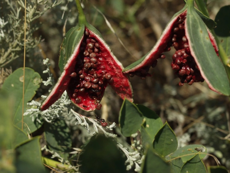 Плоды растения каперсы