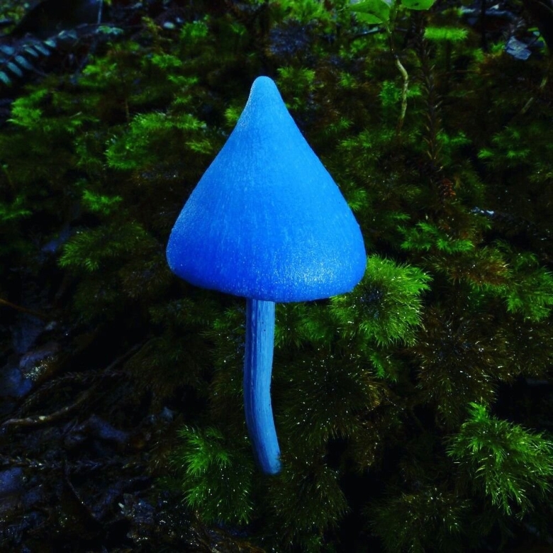 Гриб Энтолома голубая