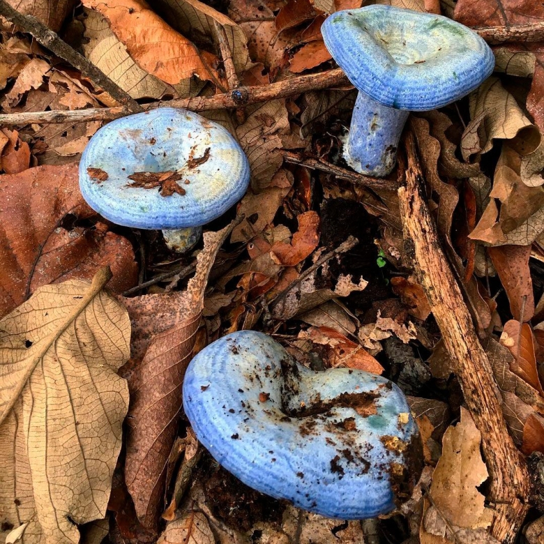 Млечник голубой гриб