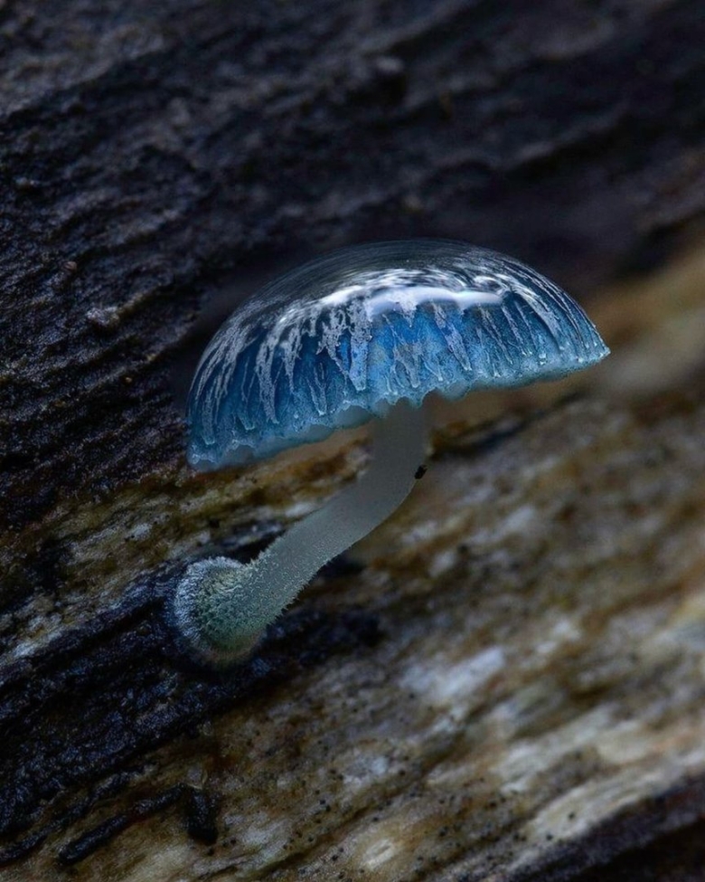 Мицена Mycena cyanorrhiza