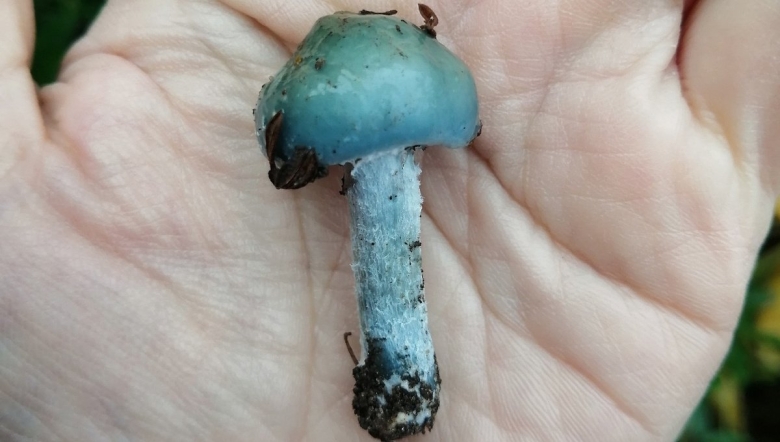 Строфария сине-зеленая