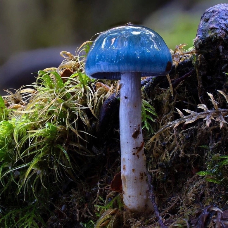 Гриб строфария сине зеленая