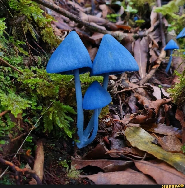 Гриб Entoloma hochstetteri
