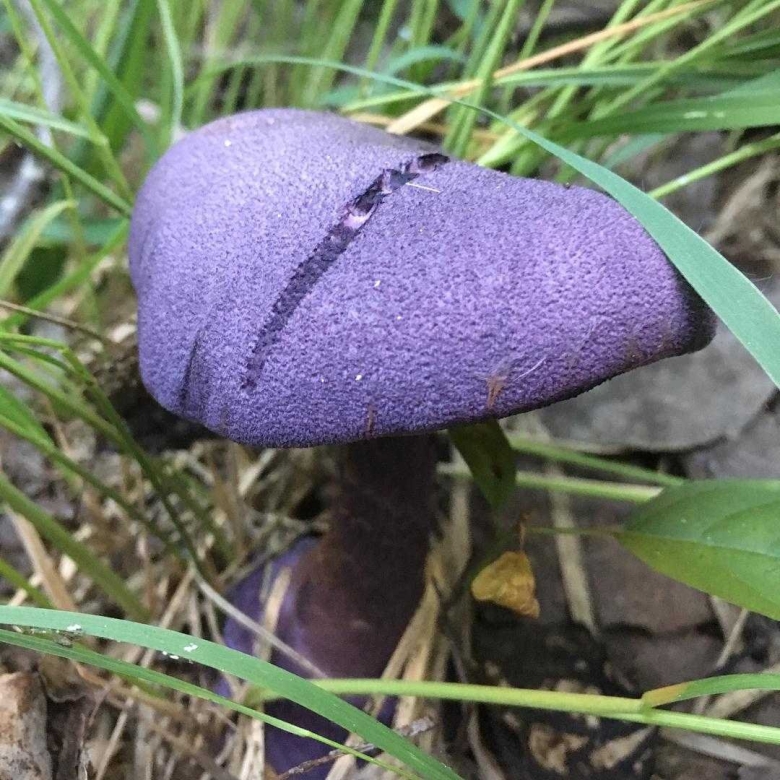 Паутинник фиолетовый гриб