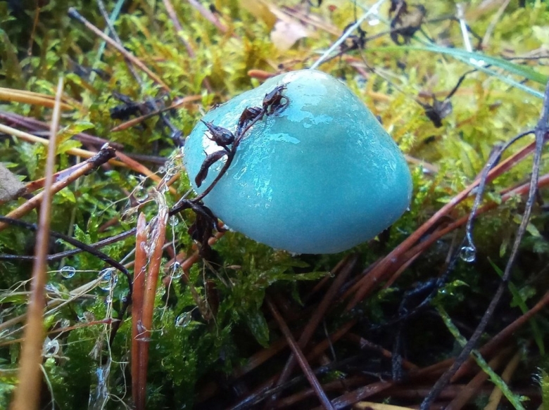 Небесно голубой гриб