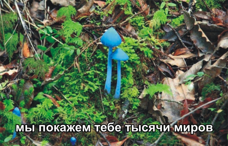 Гриб Энтолома голубая