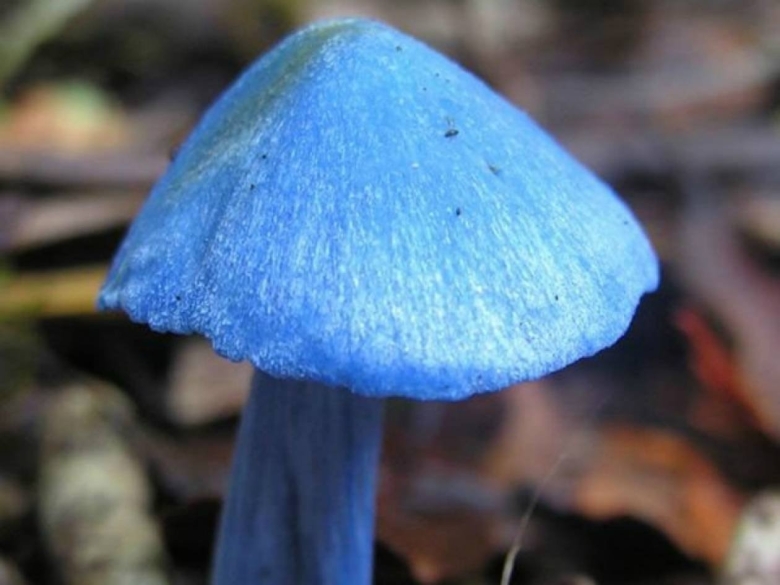 Энтолома голубая