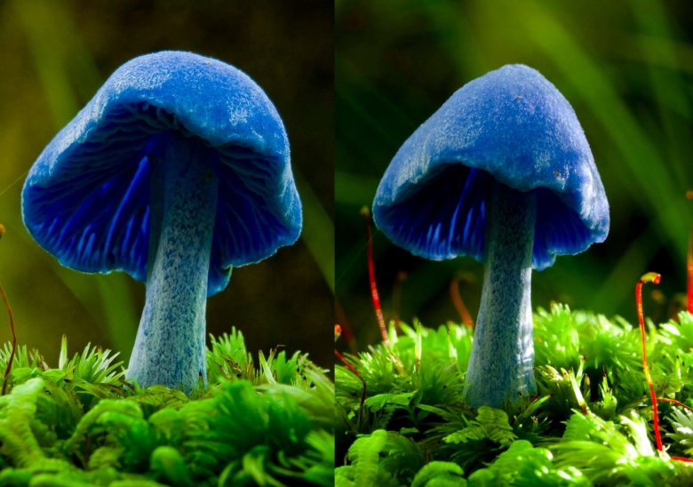 Гриб энтолома голубая