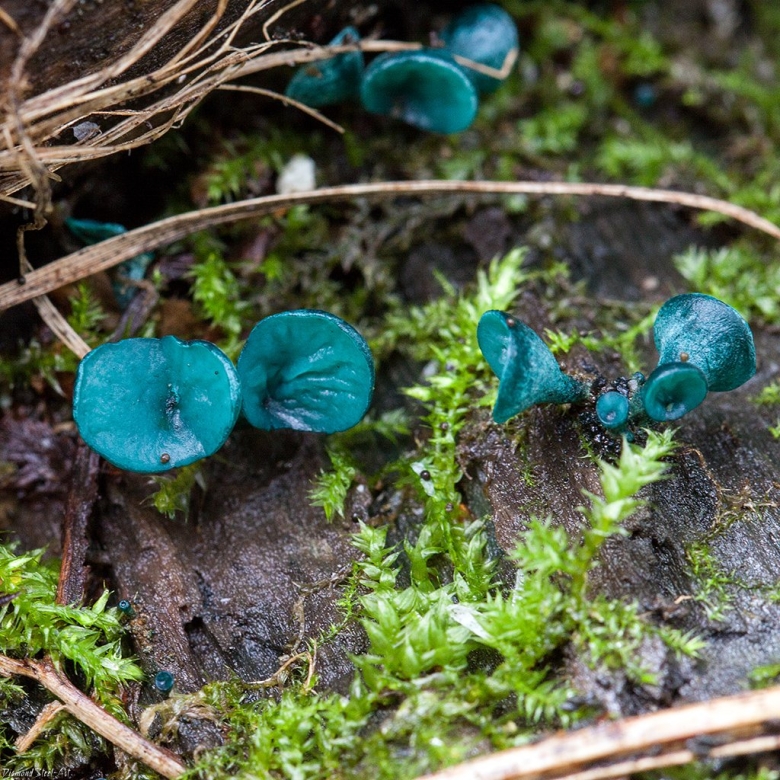Chlorociboria aeruginascens