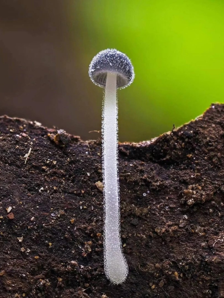 Mycena subcyanocephala гриб