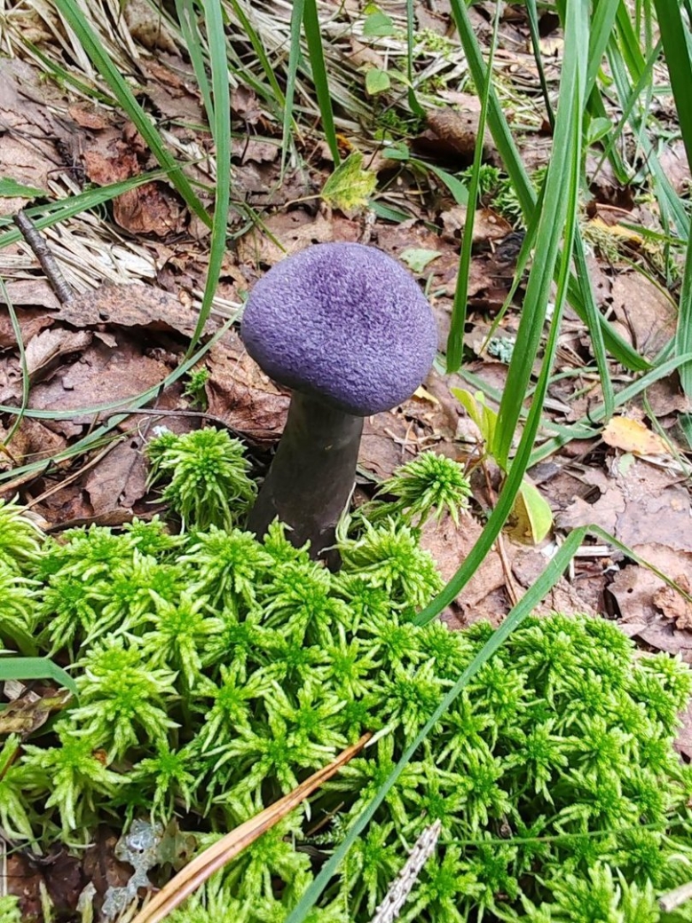 Паутинник фиолетовый