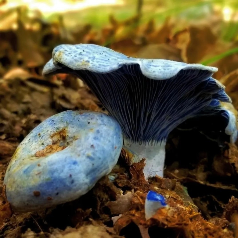 Млечник голубой гриб