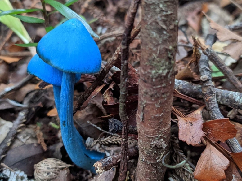 Энтолома Хохштеттер