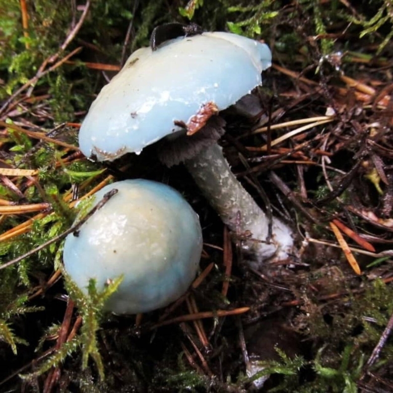 Грибы под голубыми елями