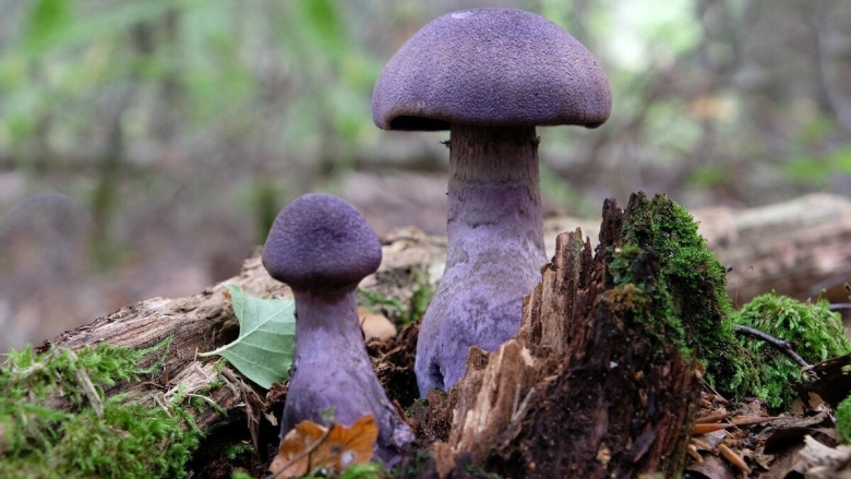 Паутинник фиолетовый