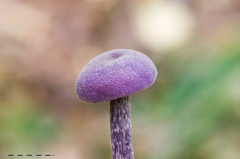 Лаковица аметистовая гриб