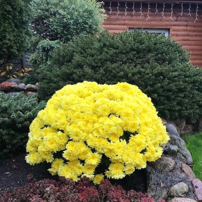 Хризантема мультифлора шаровидная