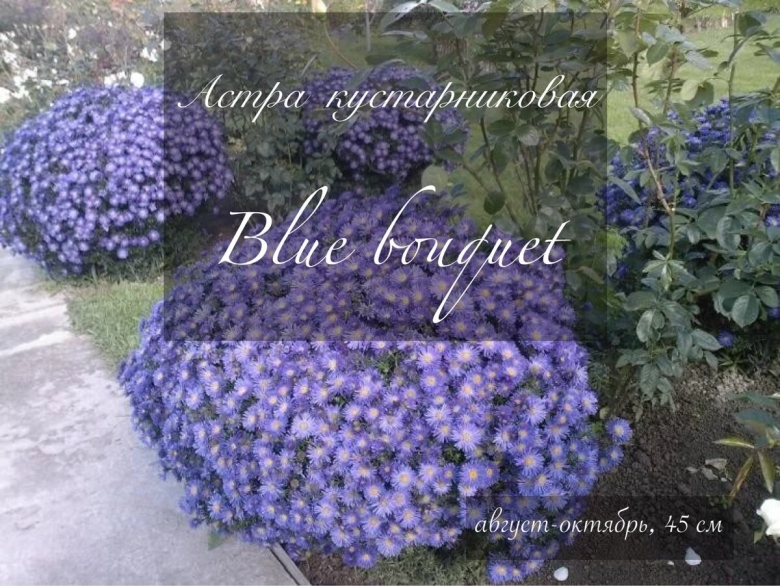 Астра многолетняя низкорослая Альпийская