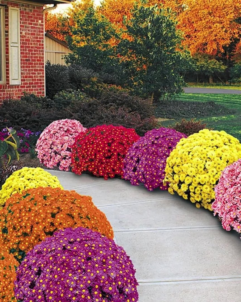 Хризантемы садовые шаровидные мультифлора