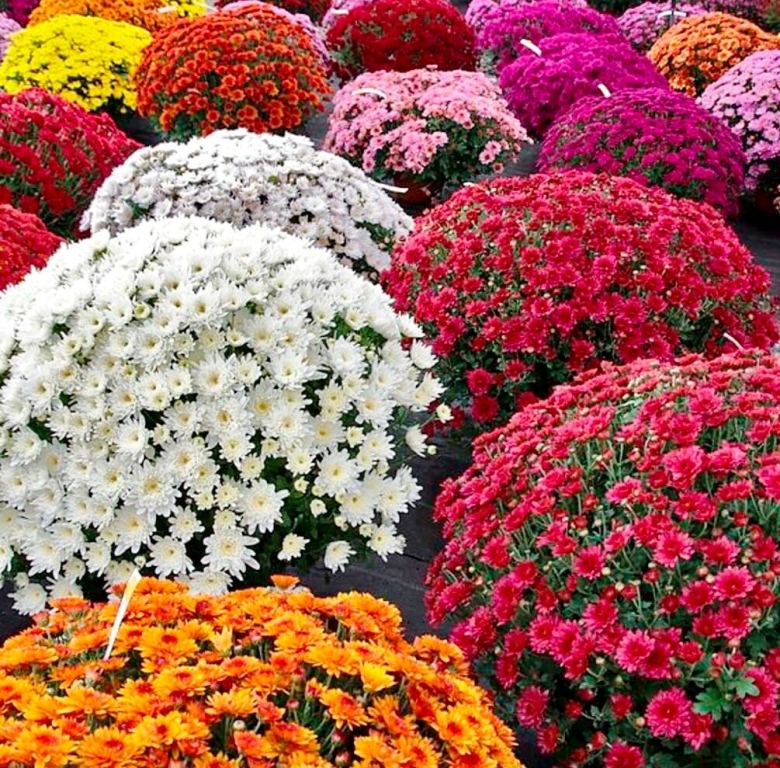 Хризантема мультифлора шаровидная