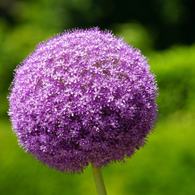 Шарообразные растения