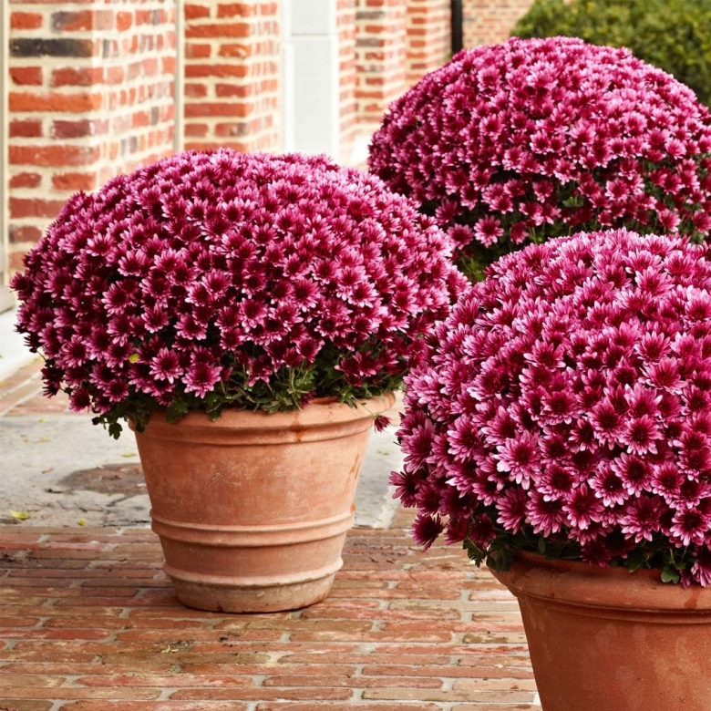 Хризантемы мультифлора шаровидная