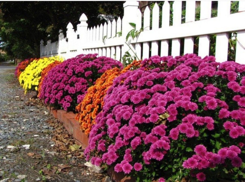 Мультифлора хризантемы