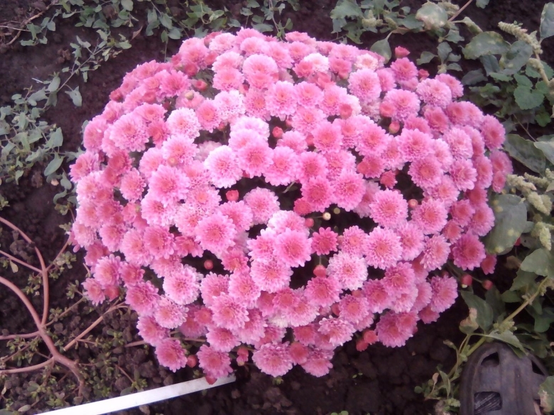 Хризантемы низкорослые шаровидные