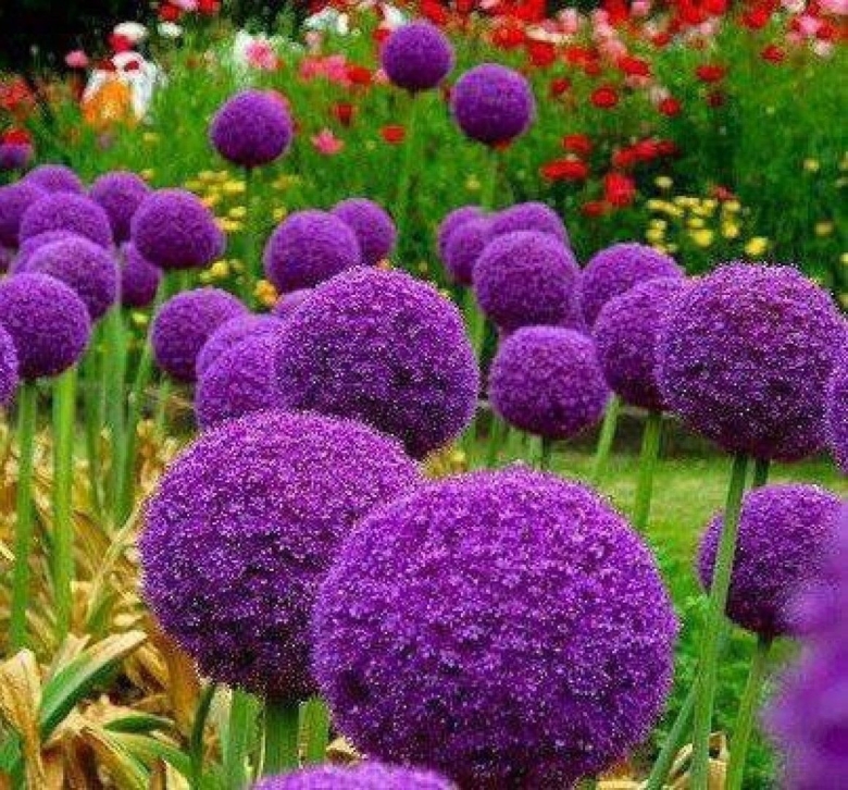 Краспедия шаровидная аллиум