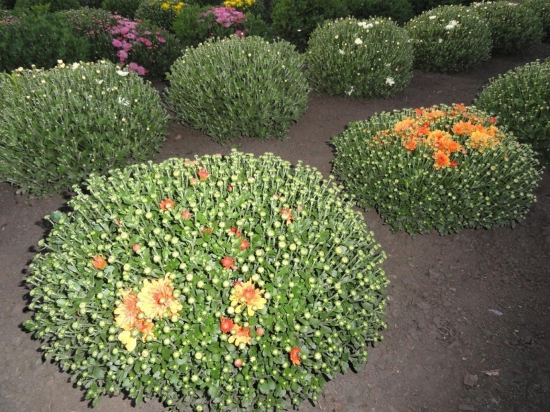 Хризантемы шаровидные в дизайне