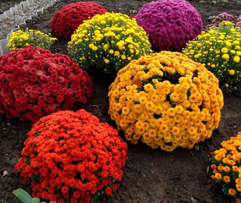 Хризантемы мультифлора шаровидная