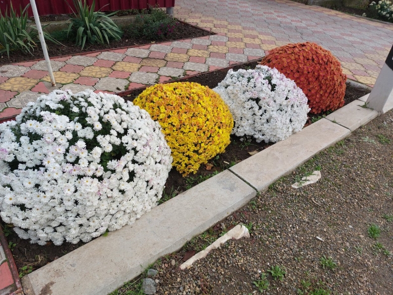 Цветы Дубки размножение