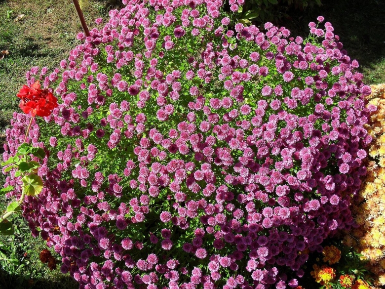 Мультифлора Дастин Пинк