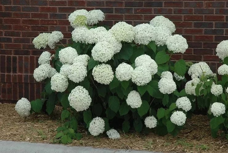 Гортензия древовидная Annabelle