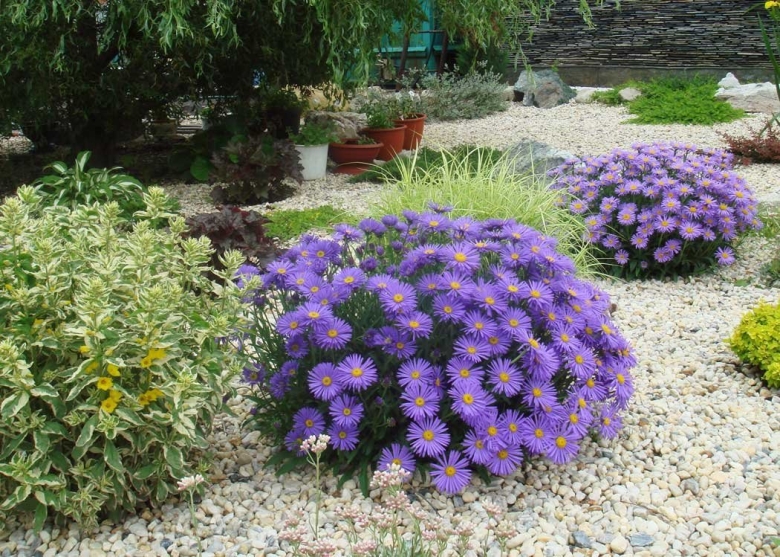 Астра сентябринка многолетняя