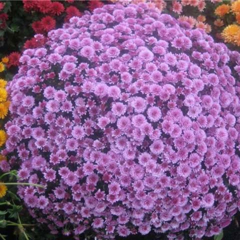 Хризантемы низкорослые шаровидные