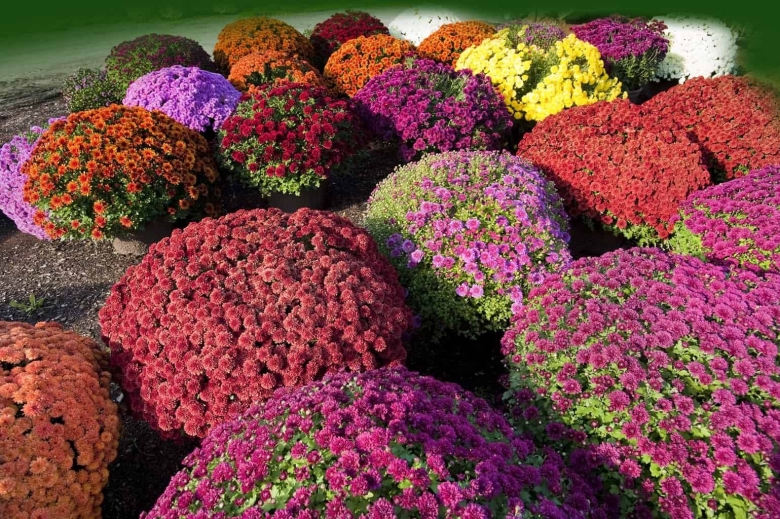 Многолетники хризантемы низкорослые