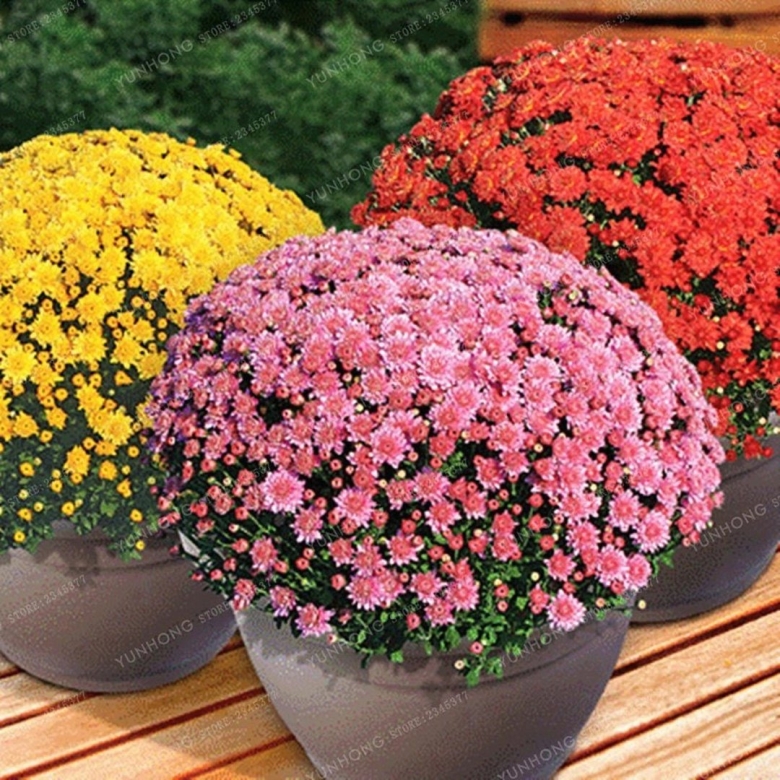 Хризантемы низкорослые шаровидные