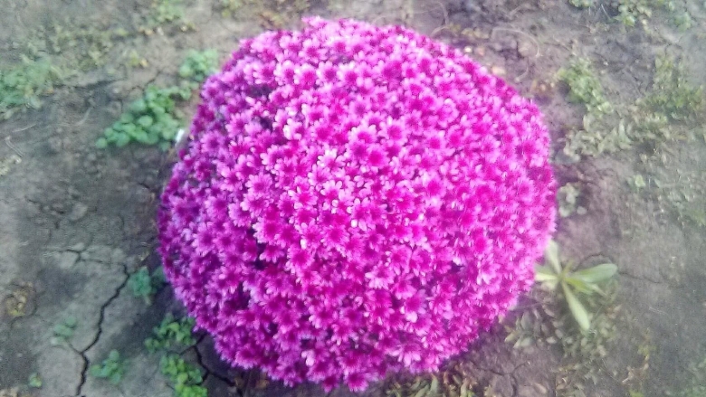 Многолетние цветы шаровидной формы