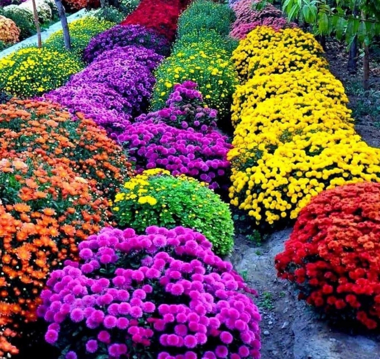 Хризантемы низкорослые шаровидные