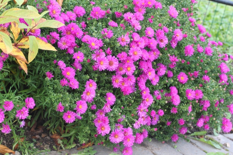 Астра кустарниковая Kassel