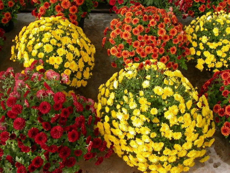 Хризантема мультифлора Балиос