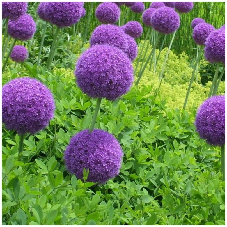 Аллиум Глоубмастер