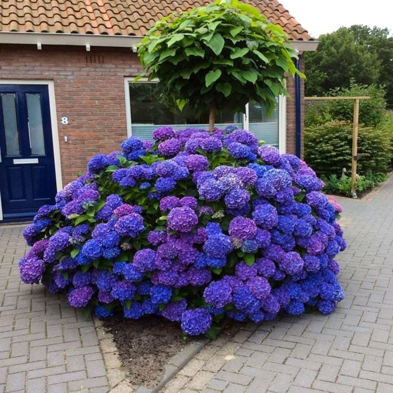 Гортензия крупнолистная Мирей