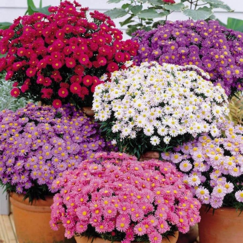 Астра новобельгийская Fellowship