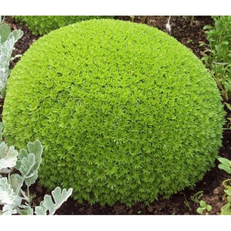 Камнеломка Арендса Фламинго